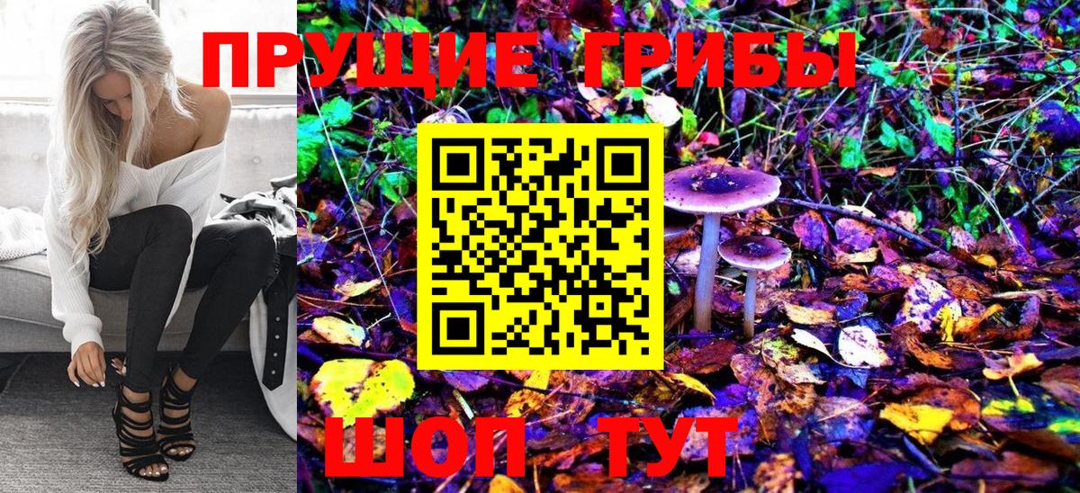 Галлюциногенные грибы Psilocybe Балтийск